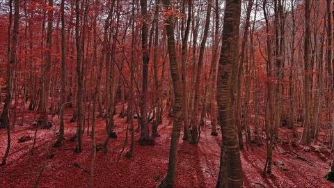 Landscape of autumn beech forest with red foliage Stock Photos