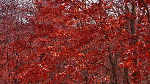 Landscape of autumn beech forest with red foliage Stock Photos