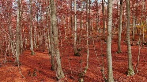 Landscape of autumn beech forest with red foliage Stock Photos
