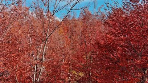 Landscape of autumn beech forest with red foliage and blue sky Stock Photos
