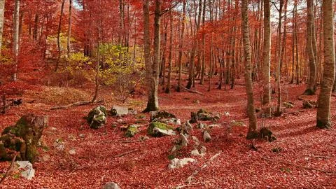 Landscape of autumn beech forest with red foliage Stock Photos