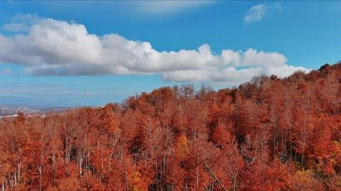 Landscape of autumn beech forest with red foliage and blue sky Stock Photos