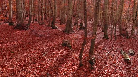 Landscape of autumn beech forest with red foliage Stock Photos