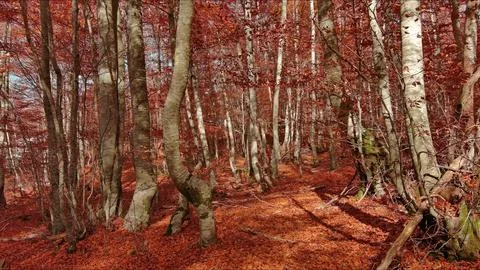 Landscape of autumn beech forest with red foliage Stock Photos