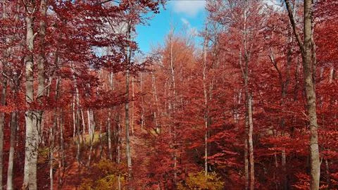 Landscape of autumn beech forest with red foliage and blue sky Stock Photos