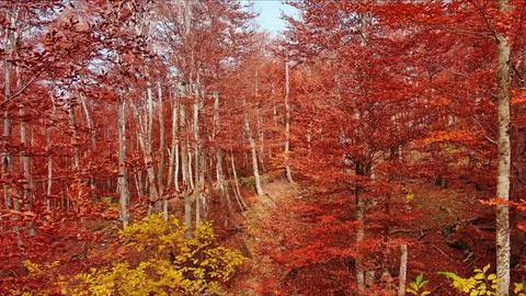 Landscape of autumn beech forest with red foliage Stock Photos
