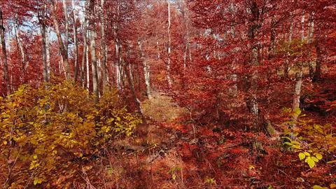 Landscape of autumn beech forest with red foliage Stock Photos