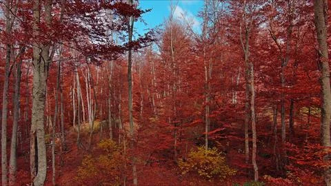Landscape of autumn beech forest with red foliage and blue sky Stock Photos