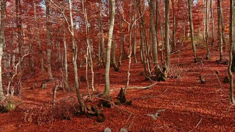 Landscape of autumn beech forest with red foliage Stock Photos