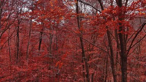 Landscape of autumn beech forest with red foliage Stock Photos