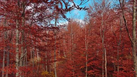 Landscape of autumn beech forest with red foliage and blue sky Stock Photos