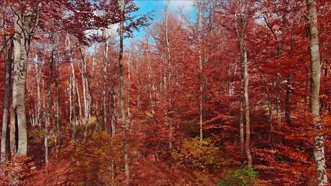 Landscape of autumn beech forest with red foliage and blue sky Stock Photos
