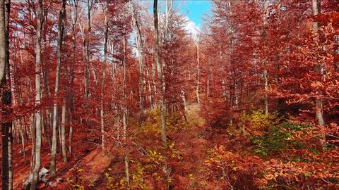 Landscape of autumn beech forest with red foliage Stock Photos