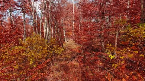 Landscape of autumn beech forest with red foliage Stock Photos
