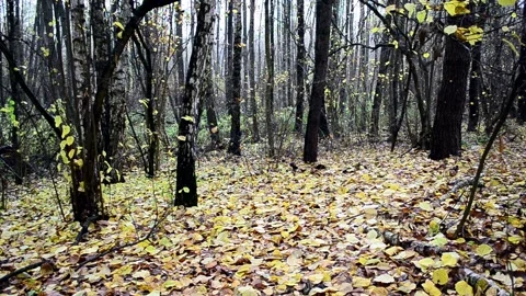 Landscape autumn in the forest Stock Footage 142464099