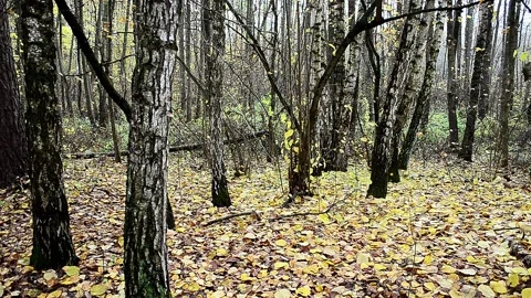 Landscape autumn in the forest Stock Footage 142464373