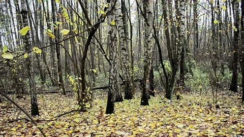 Landscape autumn in the forest Video stock 142465754