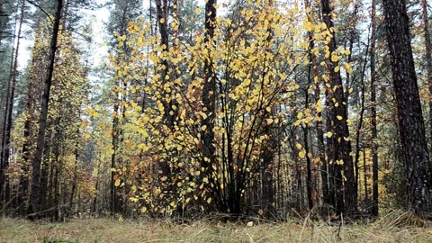 Landscape autumn in the forest Stock Footage 142466351
