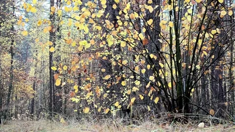 Landscape autumn in the forest Stock-Footage 142466359