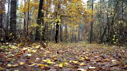 Landscape autumn in the forest Stock-Footage 142466462