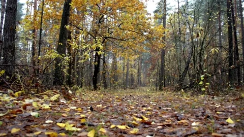 Landscape autumn in the forest Stock-Footage 142466643