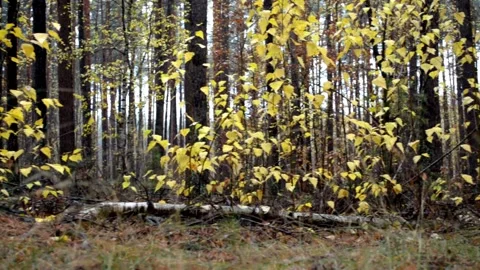 Landscape autumn in the forest Stock-Footage 142468297