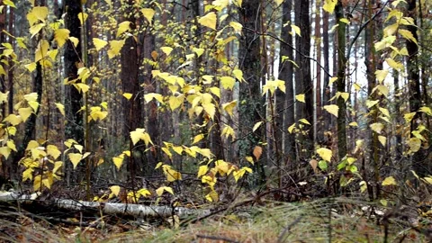 Landscape autumn in the forest Stock-Footage 142469487