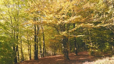 Landscape in autumn forest Stock Footage 236197614