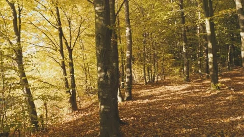 Landscape in autumn forest Stock Footage 237365366