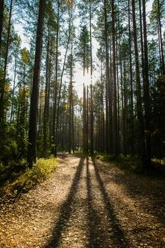 Landscape of an autumn forest Stock Photos