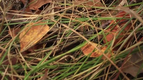 Landscape with an autumn grass Stock Footage