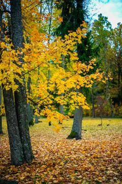 Landscape of an autumn maple tree Stock Photos