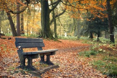 Landscape in autumn park with bench Stock Photos