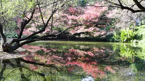 Landscape of autumn park with reflection in pond water. 스톡 동영상 332051214