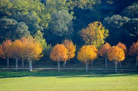 Landscape in autumn Stock Photos