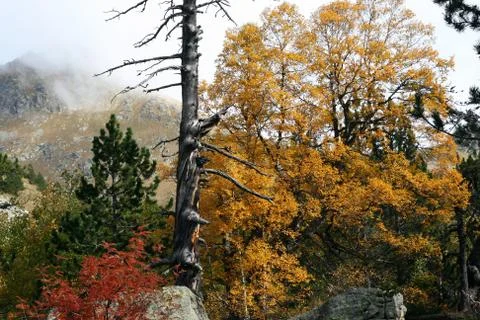 Landscape in autumn Foto stock