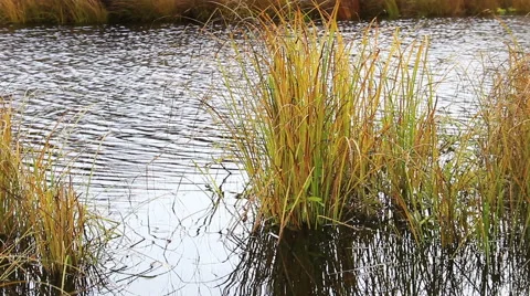 Landscape With Autumn River Видео 58611054