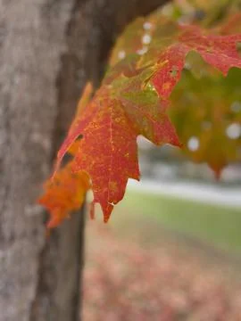 Landscape of autumn trees Stock Photos