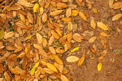 Landscape of autumn trees Stock Photos