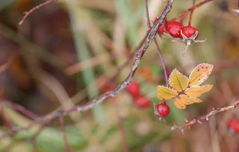 Landscape of autumn trees Stock Photos