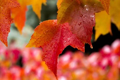Landscape of autumn trees Stock Photos