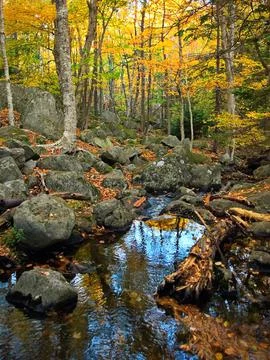 Landscape of autumn trees Stock Photos