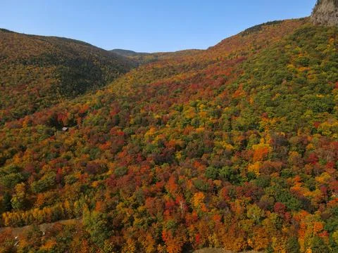 Landscape of autumn trees Stock Photos