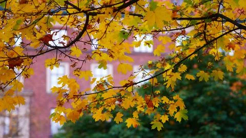 Landscape of autumn trees Stock Photos