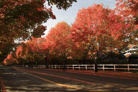 Landscape of autumn trees Stock Photos