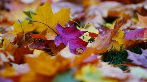 Landscape of autumn trees Stock Photos