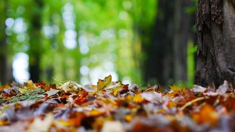 Landscape of autumn trees Stock Photos
