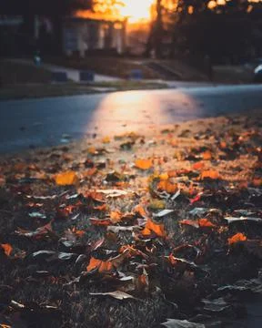 Landscape of autumn trees Stock Photos