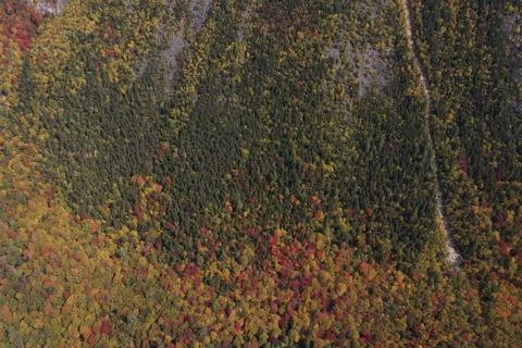 Landscape of autumn trees Stock Photos