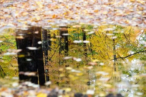 Landscape of autumn trees Stock Photos